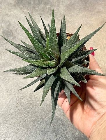 Хавортия Фасциата d8