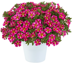 1995 Калибрахоа COLIBRI PINK BLING