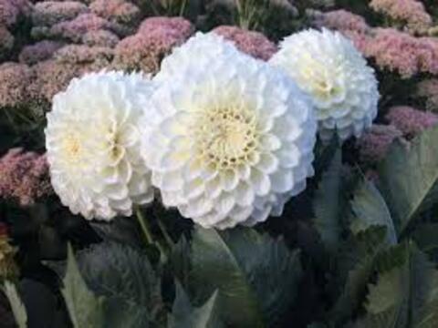 Георгин Хапет принцесс (Hapet Princess)