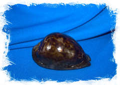 Ципрея стеркорария (Cypraea stercoraria)