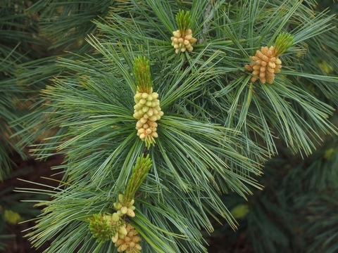 Сосна белая мексиканская Pinus strobiformis