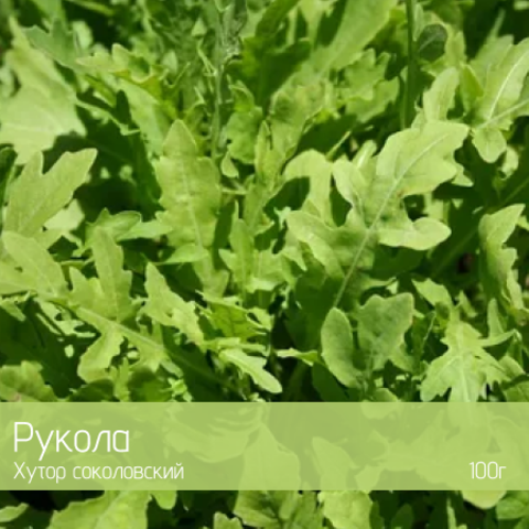 Рукола