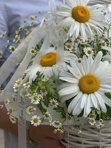 Корзина ромашек «Поле»