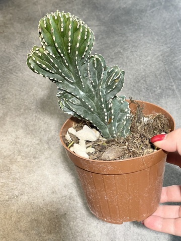 Маргинатоцереус Маргинатус Кристата d12 (3)