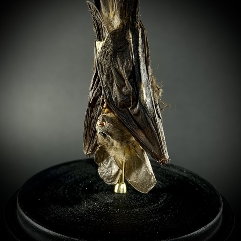 Летучая мышь в клоше