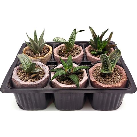 Набор суккулентов D5 №26249