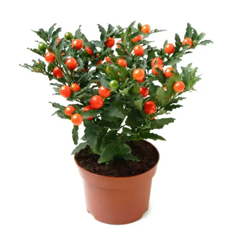 Паслён декоративный