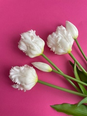 Тюльпаны силиконовые как настоящие, Волнистый край, качество ПРЕМИУМ, Белые, высота 40 см, букет 5 штук.