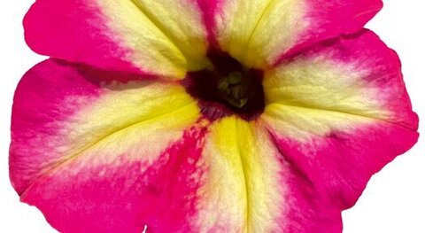 32476 Петуния ALPETUNIA MAGENTA YELLOW STAR (ВЕСНА 2025)