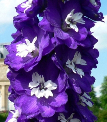 S3504 Дельфиниум Magic Fountains Dark Blue White Bee 10шт.