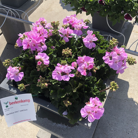 2804 Пеларгония зональная DARKLINE PAC GRETA (Весна 2026)