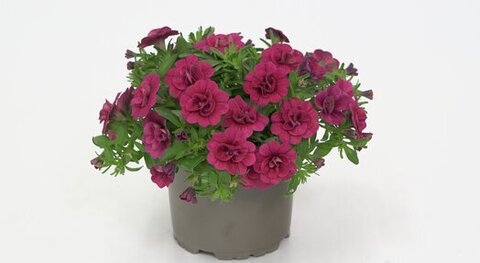 19271 Калибрахоа MINIFAMOUS ORO DOUBLE MAGENTA
