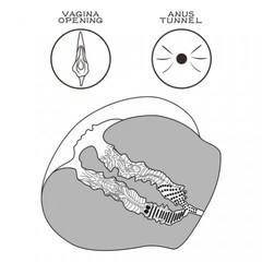 Двойной мастурбатор Streetgirl's в виде попы и вагины телесный № 12