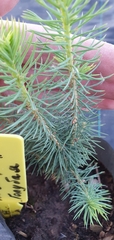 Teofrast Ель сибирская голубая picea obovata var. glauca