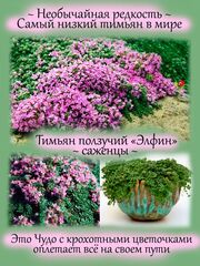 Полезные и красивые