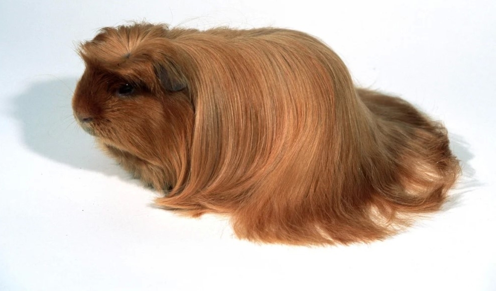 unser Meerschweinchen 'Kumpel' Meerschweinchen, Meerschweinchen lustig, Niedlich