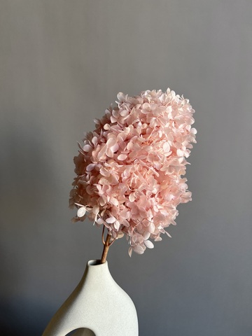 Гортензия стабилизированная розовая крупнолистная