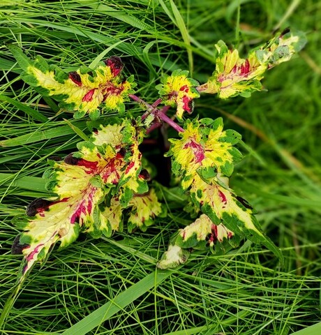 Без названия 08 колеус