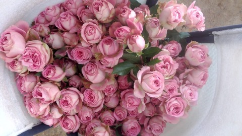 Волкова(Volkova)