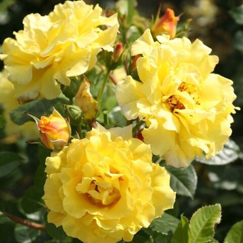 Лихткенигин Лючия(Lichtkonigin Lucia)