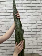 Растение искусственное Сансевиерия Зейланика 161-004 90см