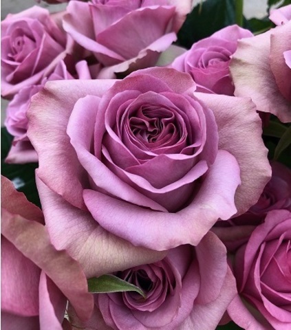 Роза Монмартр (Roses Montmartre)