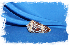 Конус аммиралис (Conus ammiralis)