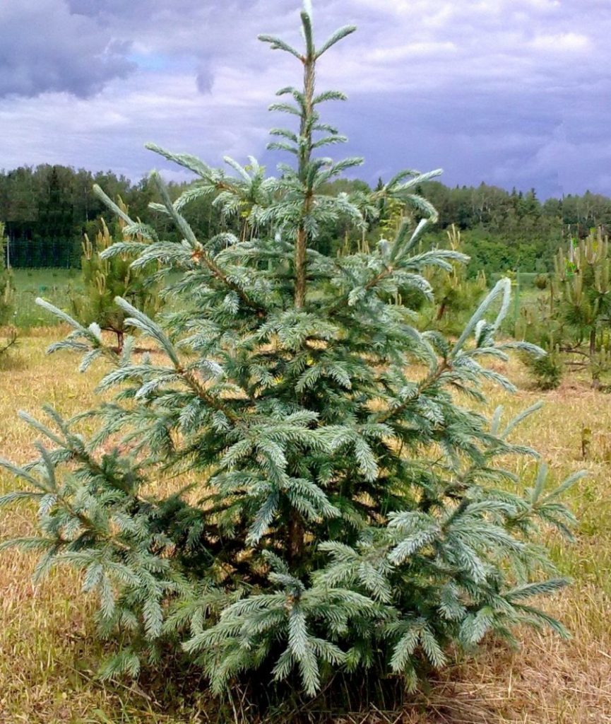 Ель сибирская  голубая picea obovata var. glauca