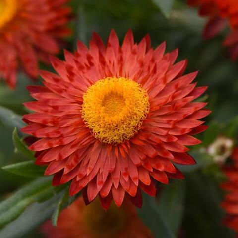 3910 Брактеанта MOHAVE FIRE RED