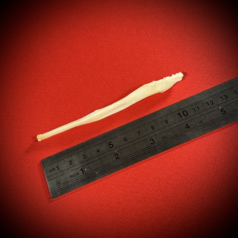 Бакулюм волка в стеклянной колбе