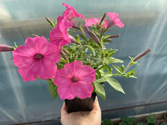 Петуния Виста Баблгам