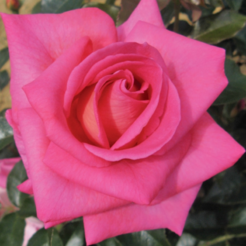 Уход за розой Парфюм Роял во время цветения