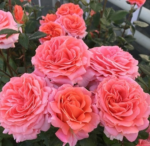 Амур де Молен (Amour de Molene)