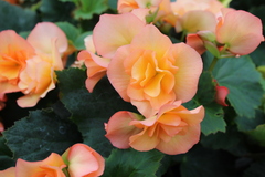 1283 Бегония SOLENIA APRICOT