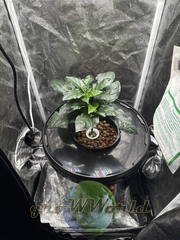 Гидропонная система Aqua Pot XL