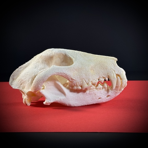 Череп собаки