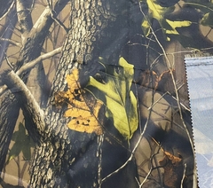 Ткань Оксфорд 210D, 135 гр/м.п, светлый клён