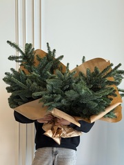 Хвоя - охапка нобилиса