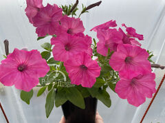 Петуния Виста Баблгам