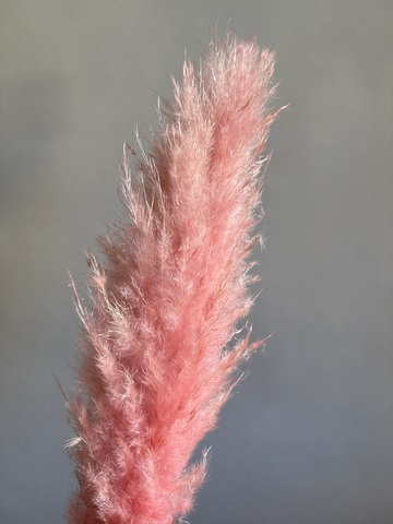 Кортадерия розовая 1 шт