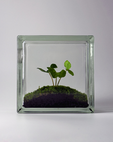 Window 1