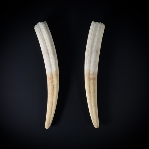 Бивни моржа