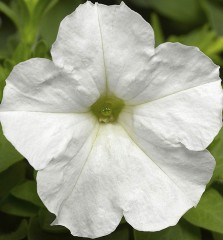 S6047 Петуния кустовая Multiflora Picobella White 10шт.