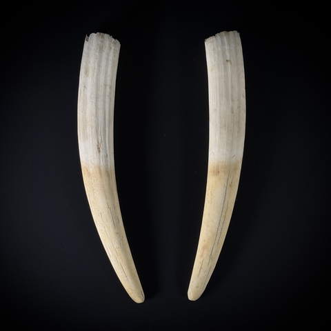 Бивни моржа