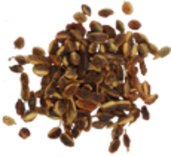 Софора японская (плоды, 50гр.) (Старослав)