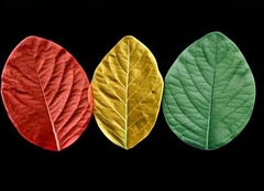 Силиконовый молд лист Фиалки