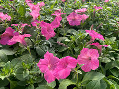 Петуния Виста Баблгам