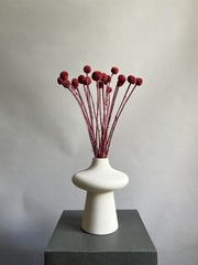 Краспедия стабилизированная бордовая (упак 20 шт)