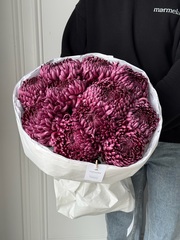 Моно из одноголовой хризантемы сливового оттенка 11шт