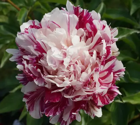 Пион травянистый 